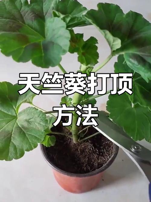 天竺葵怎么修剪(直立天竺葵怎么修剪)-第2张图片-花花知道网 天竺葵怎么修剪(直立天竺葵怎么修剪)-第2张图片-花花知道网