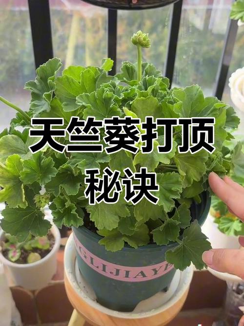 天竺葵怎么修剪(直立天竺葵怎么修剪)-第3张图片-花花知道网 天竺葵怎么修剪(直立天竺葵怎么修剪)-第3张图片-花花知道网
