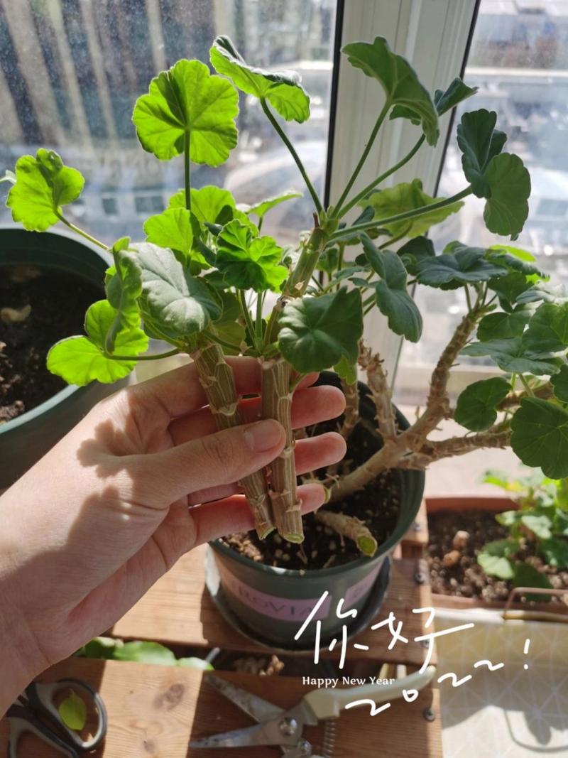 天竺葵怎么修剪(直立天竺葵怎么修剪)-第4张图片-花花知道网 天竺葵怎么修剪(直立天竺葵怎么修剪)-第4张图片-花花知道网