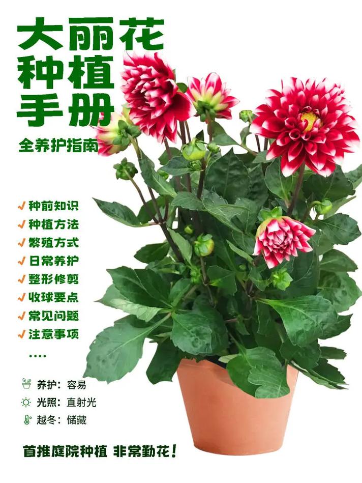 大丽花的种植方法(大丽花的种植方法及养护)-第1张图片-花花知道网 大丽花的种植方法(大丽花的种植方法及养护)-第1张图片-花花知道网