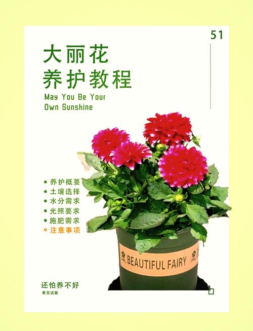 大丽花的种植方法(大丽花的种植方法及养护)-第2张图片-花花知道网 大丽花的种植方法(大丽花的种植方法及养护)-第2张图片-花花知道网