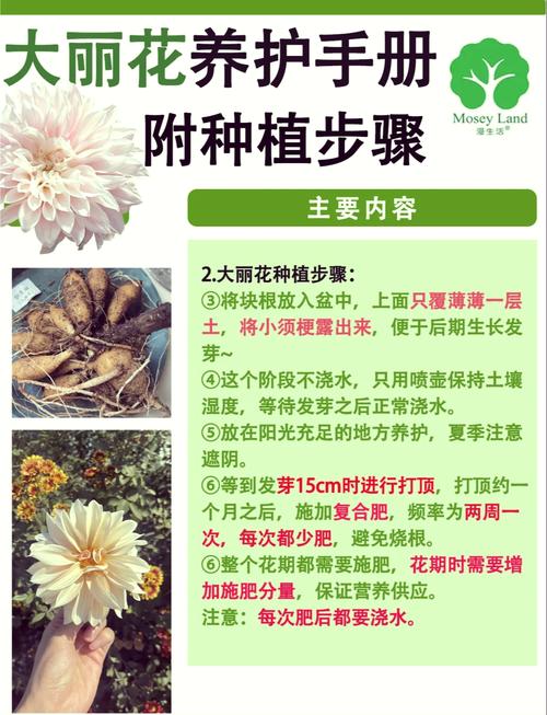 大丽花的种植方法(大丽花的种植方法及养护)-第3张图片-花花知道网 大丽花的种植方法(大丽花的种植方法及养护)-第3张图片-花花知道网