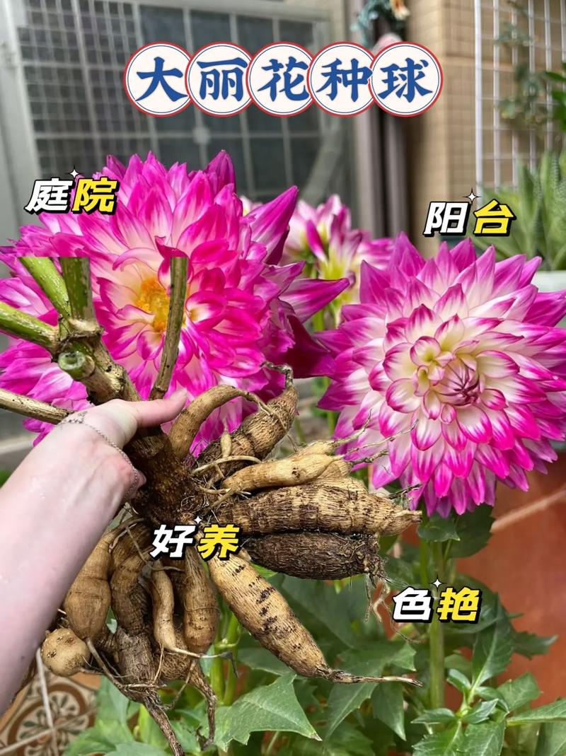 大丽花的种植方法(大丽花的种植方法及养护)-第4张图片-花花知道网 大丽花的种植方法(大丽花的种植方法及养护)-第4张图片-花花知道网