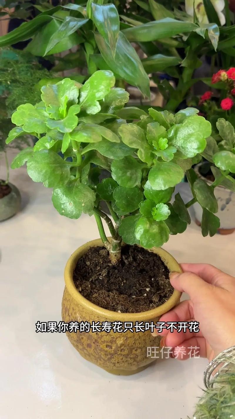 不会养长寿花(不会养长寿花怎么办)-第3张图片-花花知道网 不会养长寿花(不会养长寿花怎么办)-第3张图片-花花知道网