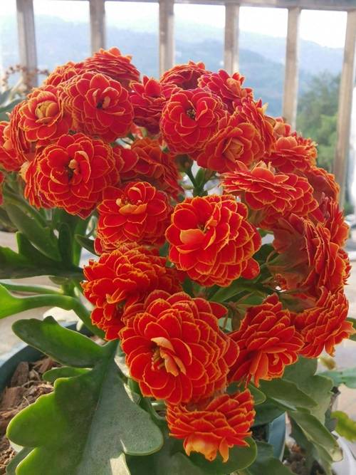 不会养长寿花(不会养长寿花怎么办)-第4张图片-花花知道网 不会养长寿花(不会养长寿花怎么办)-第4张图片-花花知道网