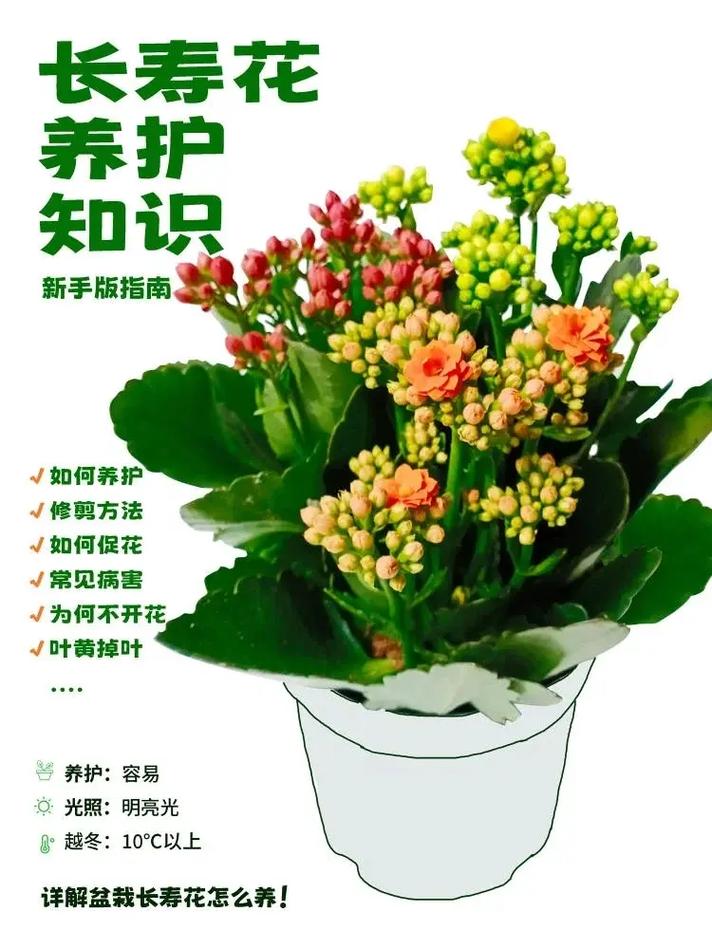 不会养长寿花(不会养长寿花怎么办)-第6张图片-花花知道网 不会养长寿花(不会养长寿花怎么办)-第6张图片-花花知道网