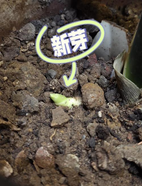 怎样促使虎皮兰冒新芽(如何使虎皮兰冒芽)-第4张图片-花花知道网 怎样促使虎皮兰冒新芽(如何使虎皮兰冒芽)-第4张图片-花花知道网