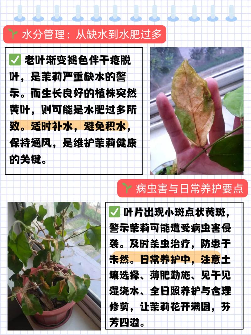 茉莉花秋天怎么养(茉莉花入秋后怎么养)-第1张图片-花花知道网 茉莉花秋天怎么养(茉莉花入秋后怎么养)-第1张图片-花花知道网
