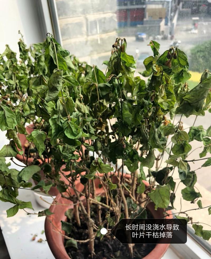 茉莉花秋天怎么养(茉莉花入秋后怎么养)-第2张图片-花花知道网 茉莉花秋天怎么养(茉莉花入秋后怎么养)-第2张图片-花花知道网