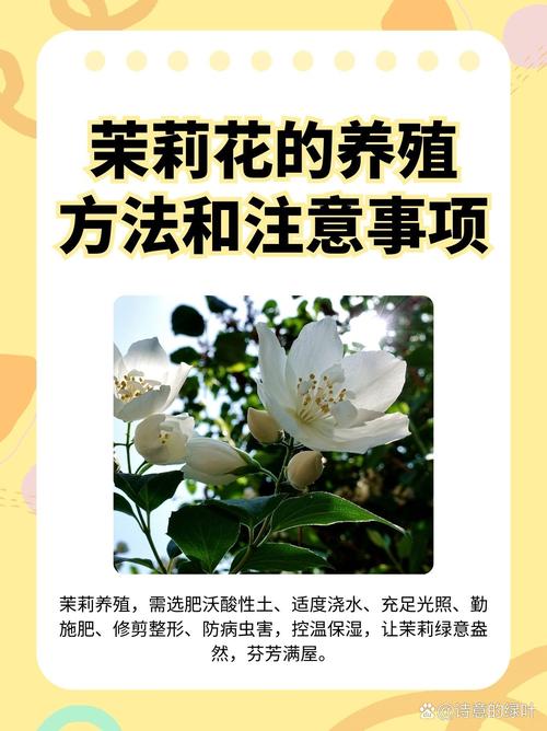 茉莉花秋天怎么养(茉莉花入秋后怎么养)-第4张图片-花花知道网 茉莉花秋天怎么养(茉莉花入秋后怎么养)-第4张图片-花花知道网