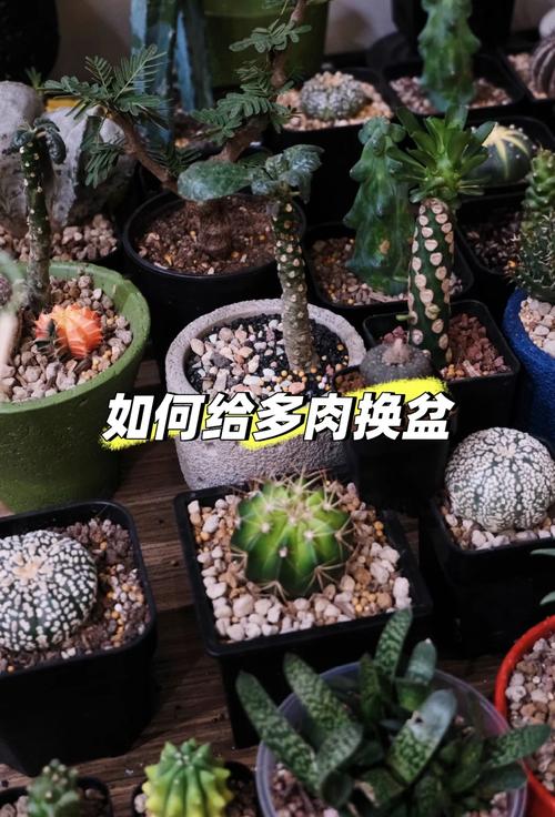 多肉植物怎么换盆(多肉植物怎么换盆才长得又粗又壮)-第2张图片-花花知道网 多肉植物怎么换盆(多肉植物怎么换盆才长得又粗又壮)-第2张图片-花花知道网