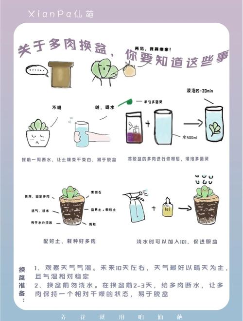 多肉植物怎么换盆(多肉植物怎么换盆才长得又粗又壮)-第3张图片-花花知道网 多肉植物怎么换盆(多肉植物怎么换盆才长得又粗又壮)-第3张图片-花花知道网