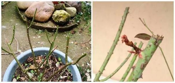 你家的花死透了(你家的花死透了图片)-第2张图片-花花知道网 你家的花死透了(你家的花死透了图片)-第2张图片-花花知道网