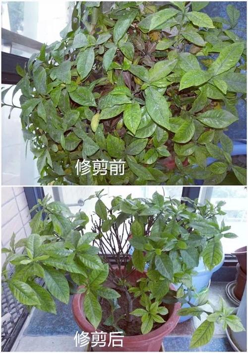 你家的花死透了(你家的花死透了图片)-第5张图片-花花知道网 你家的花死透了(你家的花死透了图片)-第5张图片-花花知道网