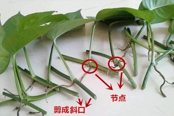 绿萝如何扦插繁殖(绿萝如何扦插繁殖方法)-第6张图片-花花知道网 绿萝如何扦插繁殖(绿萝如何扦插繁殖方法)-第6张图片-花花知道网
