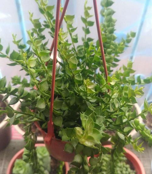 多肉植物百万心怎么养(百万心怎么养护)-第2张图片-花花知道网 多肉植物百万心怎么养(百万心怎么养护)-第2张图片-花花知道网