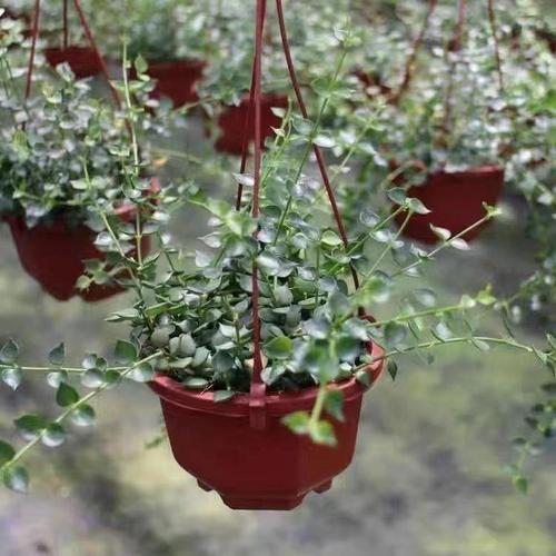 多肉植物百万心怎么养(百万心怎么养护)-第3张图片-花花知道网 多肉植物百万心怎么养(百万心怎么养护)-第3张图片-花花知道网
