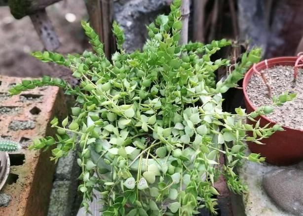 多肉植物百万心怎么养(百万心怎么养护)-第7张图片-花花知道网 多肉植物百万心怎么养(百万心怎么养护)-第7张图片-花花知道网