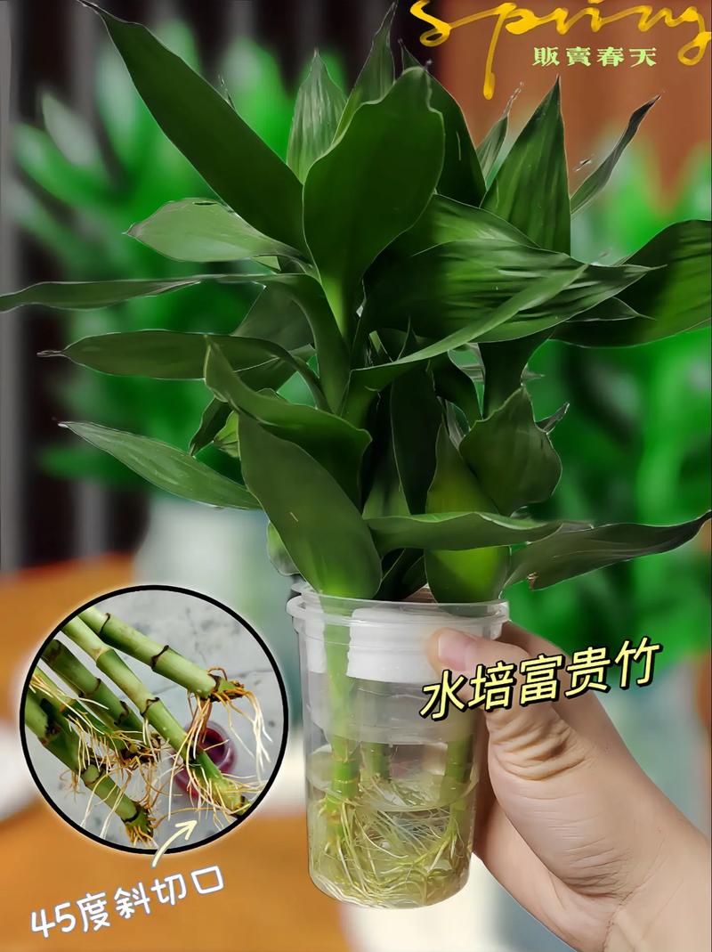 富贵竹可以用淘米水养吗(富贵竹可以用淘米水养吗?)-第6张图片-花花知道网 富贵竹可以用淘米水养吗(富贵竹可以用淘米水养吗?)-第6张图片-花花知道网