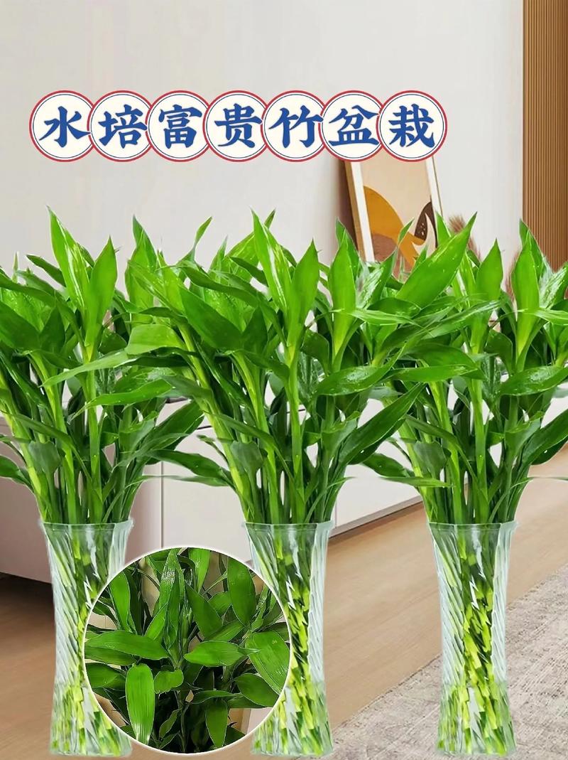 富贵竹可以用淘米水养吗(富贵竹可以用淘米水养吗?)-第8张图片-花花知道网 富贵竹可以用淘米水养吗(富贵竹可以用淘米水养吗?)-第8张图片-花花知道网