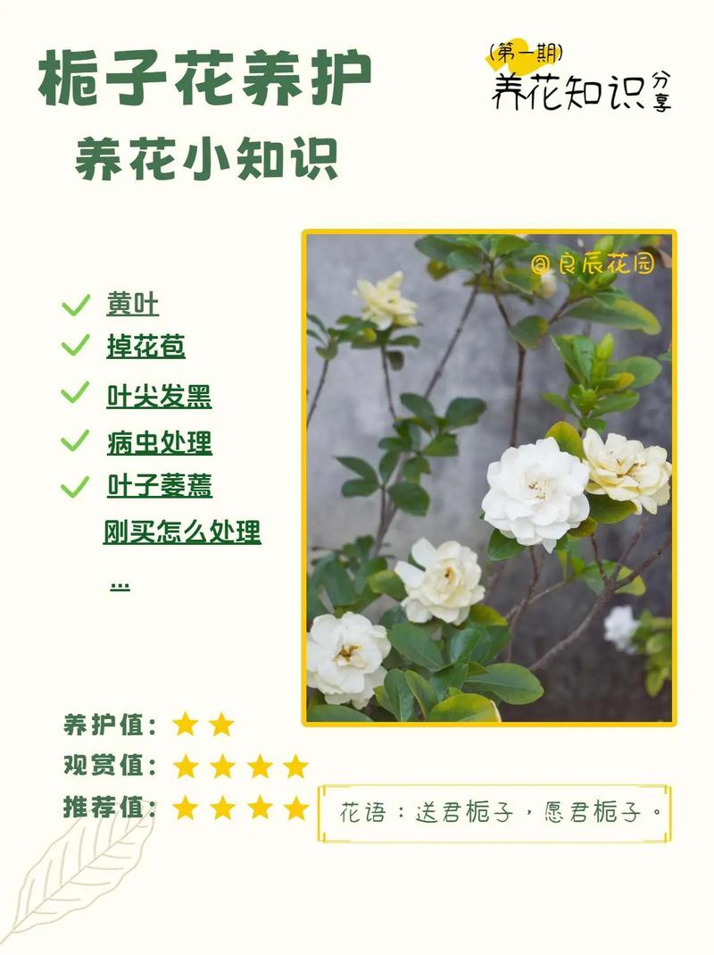 栀子花什么时候开(栀子花什么时候开花哪个季节)-第1张图片-花花知道网 栀子花什么时候开(栀子花什么时候开花哪个季节)-第1张图片-花花知道网