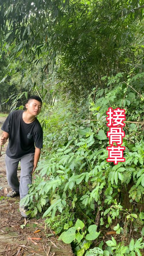 接骨草的繁殖方法(接骨草种植技术)-第1张图片-花花知道网 接骨草的繁殖方法(接骨草种植技术)-第1张图片-花花知道网