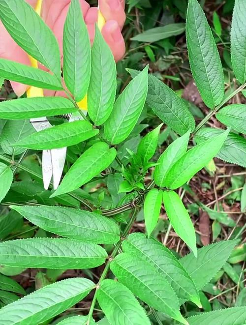 接骨草的繁殖方法(接骨草种植技术)-第2张图片-花花知道网 接骨草的繁殖方法(接骨草种植技术)-第2张图片-花花知道网