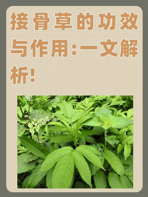 接骨草的繁殖方法(接骨草种植技术)-第3张图片-花花知道网 接骨草的繁殖方法(接骨草种植技术)-第3张图片-花花知道网