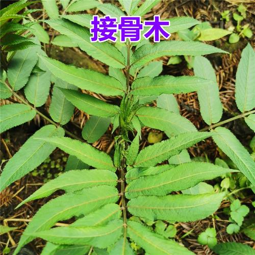 接骨草的繁殖方法(接骨草种植技术)-第4张图片-花花知道网 接骨草的繁殖方法(接骨草种植技术)-第4张图片-花花知道网