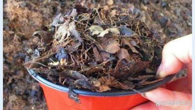 爱吃醋的5种花（喜欢吃醋的花卉）-第1张图片-花花知道网