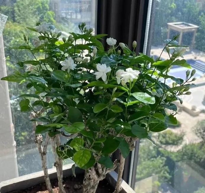 爱吃醋的5种花（喜欢吃醋的花卉）-第2张图片-花花知道网