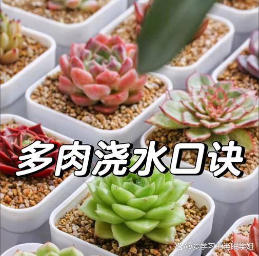 多肉移植后多久晒太阳(多肉植物移植后多久服盆)-第4张图片-花花知道网 多肉移植后多久晒太阳(多肉植物移植后多久服盆)-第4张图片-花花知道网