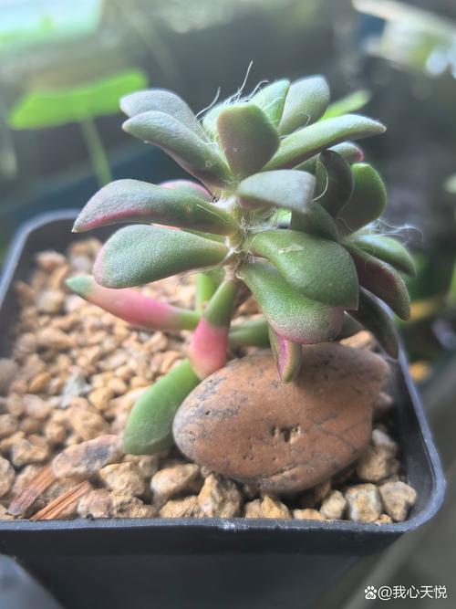 多肉移植后多久晒太阳(多肉植物移植后多久服盆)-第6张图片-花花知道网 多肉移植后多久晒太阳(多肉植物移植后多久服盆)-第6张图片-花花知道网