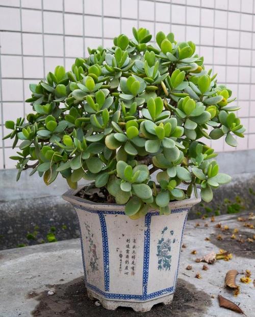 燕子掌绿油油超耐看(燕子掌如何养护)-第3张图片-花花知道网 燕子掌绿油油超耐看(燕子掌如何养护)-第3张图片-花花知道网
