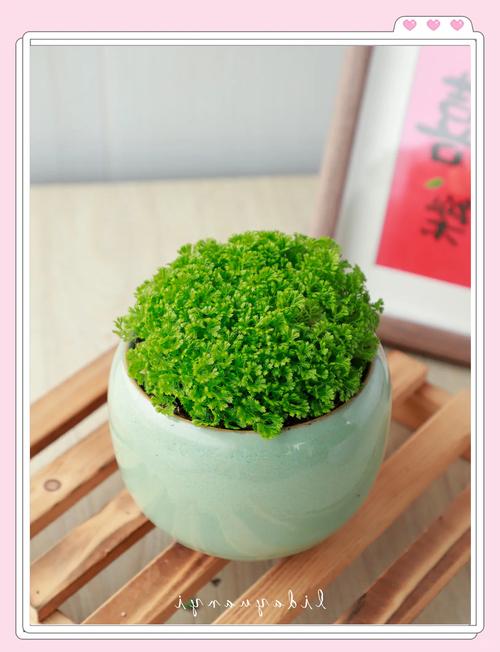 翠云草怎么养(翠云草怎么养才能开花)-第4张图片-花花知道网 翠云草怎么养(翠云草怎么养才能开花)-第4张图片-花花知道网