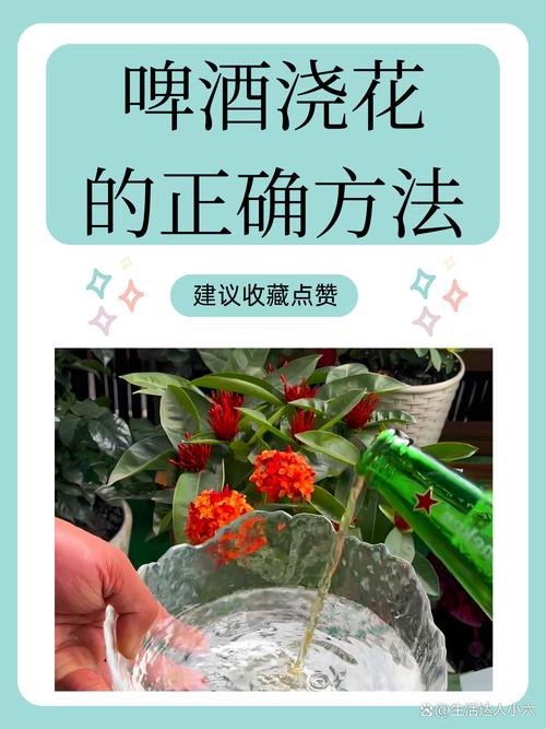 红掌可以用啤酒浇吗(红掌可以浇白酒吗)-第1张图片-花花知道网 红掌可以用啤酒浇吗(红掌可以浇白酒吗)-第1张图片-花花知道网