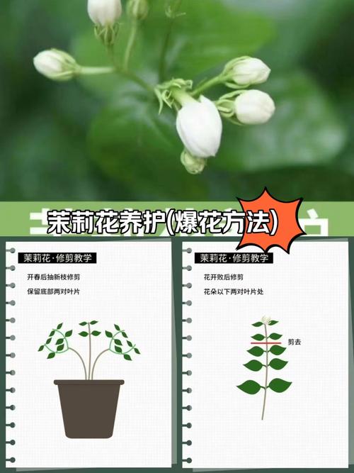 怎么让茉莉多开花(如何使茉莉花多开花)-第1张图片-花花知道网 怎么让茉莉多开花(如何使茉莉花多开花)-第1张图片-花花知道网