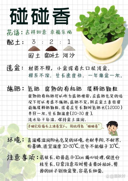 碰碰香怎么修剪（碰碰香怎么修剪你看人家手机呢）-第3张图片-花花知道网