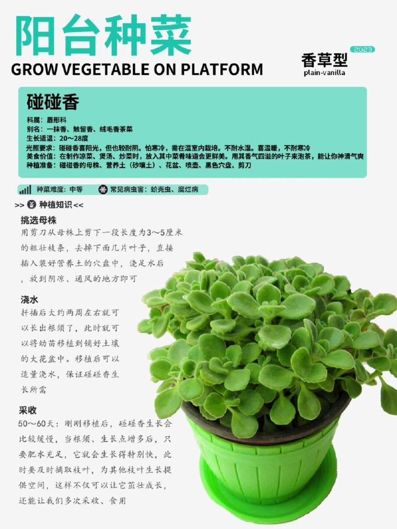 碰碰香怎么修剪（碰碰香怎么修剪你看人家手机呢）-第4张图片-花花知道网