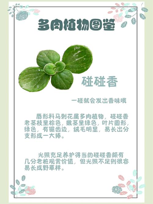 碰碰香怎么修剪（碰碰香怎么修剪你看人家手机呢）-第5张图片-花花知道网
