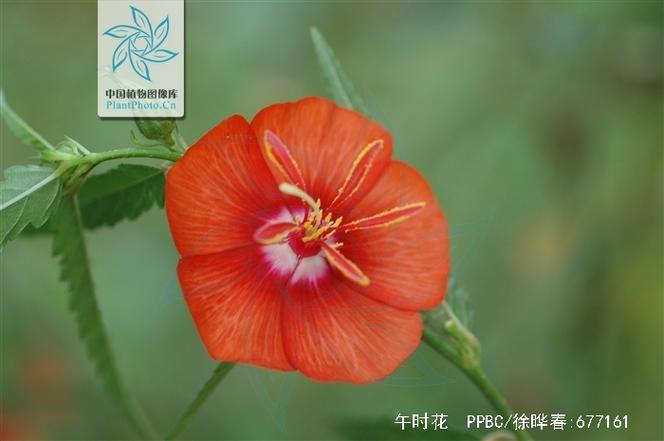 午时花怎么繁殖(午时花种子几天会发芽)-第4张图片-花花知道网 午时花怎么繁殖(午时花种子几天会发芽)-第4张图片-花花知道网