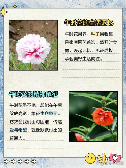 午时花怎么繁殖(午时花种子几天会发芽)-第5张图片-花花知道网 午时花怎么繁殖(午时花种子几天会发芽)-第5张图片-花花知道网
