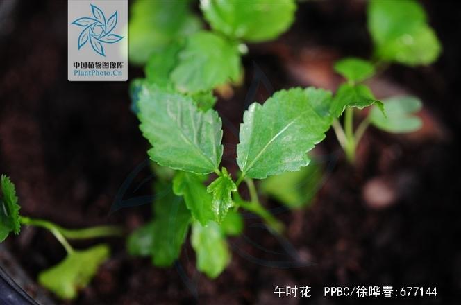 午时花怎么繁殖(午时花种子几天会发芽)-第6张图片-花花知道网 午时花怎么繁殖(午时花种子几天会发芽)-第6张图片-花花知道网