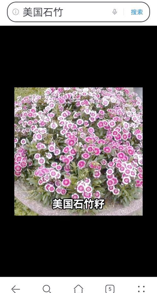 美国石竹养护四点要领(美国石竹幼苗图片)-第3张图片-花花知道网 美国石竹养护四点要领(美国石竹幼苗图片)-第3张图片-花花知道网
