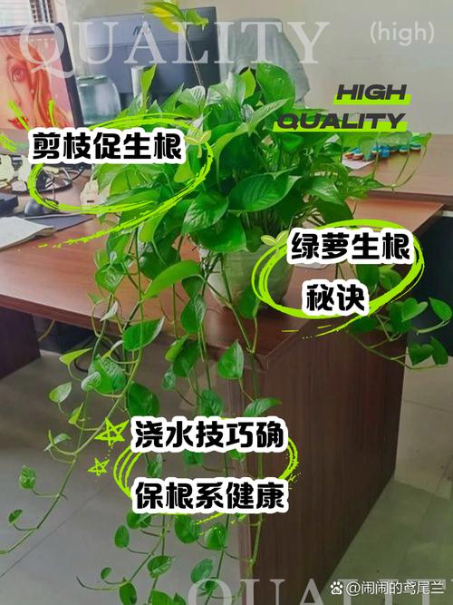 如何扦插绿萝容易生根(怎样扦插绿萝花)-第4张图片-花花知道网 如何扦插绿萝容易生根(怎样扦插绿萝花)-第4张图片-花花知道网