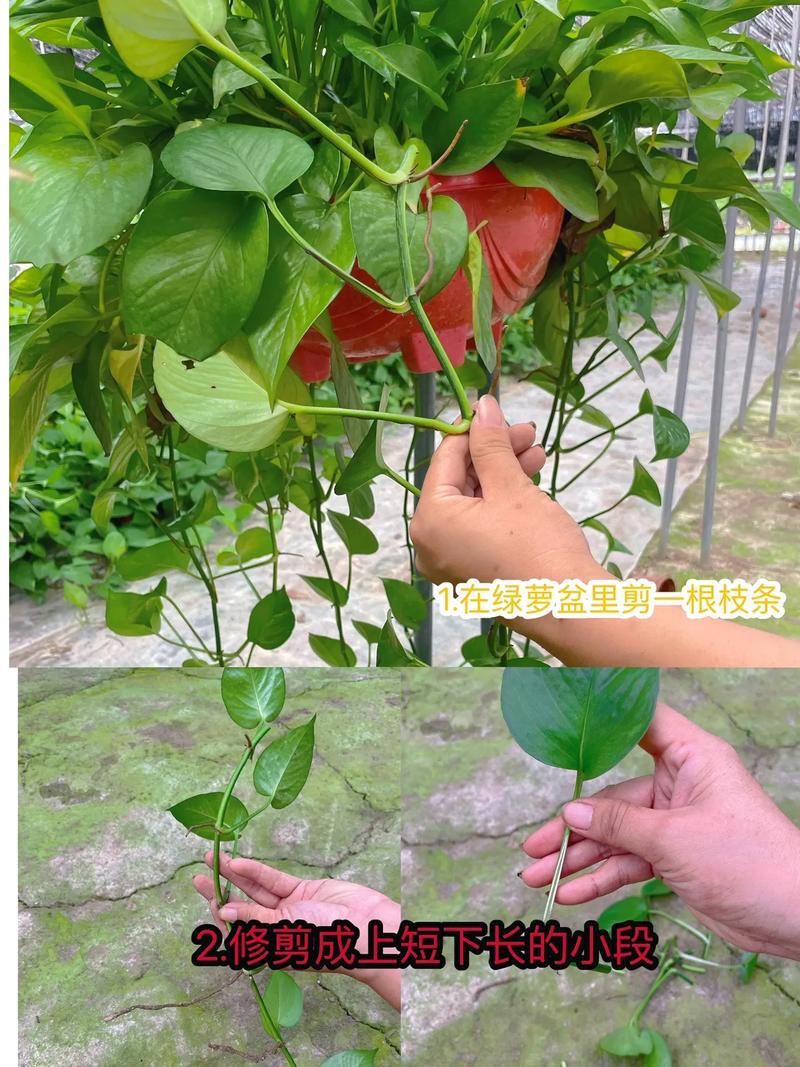如何扦插绿萝容易生根(怎样扦插绿萝花)-第5张图片-花花知道网 如何扦插绿萝容易生根(怎样扦插绿萝花)-第5张图片-花花知道网