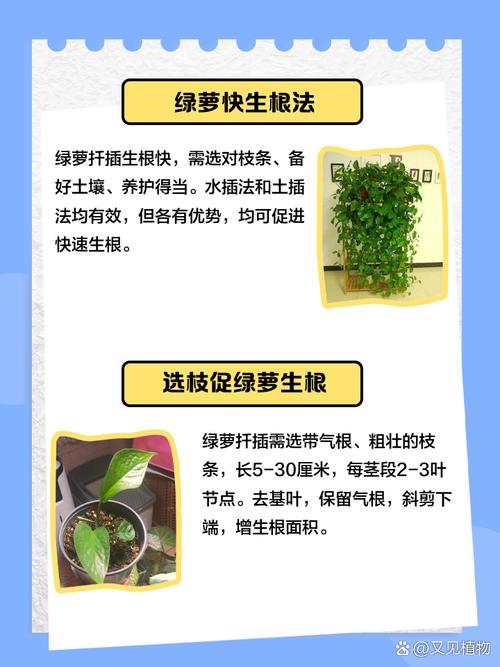 如何扦插绿萝容易生根(怎样扦插绿萝花)-第6张图片-花花知道网 如何扦插绿萝容易生根(怎样扦插绿萝花)-第6张图片-花花知道网