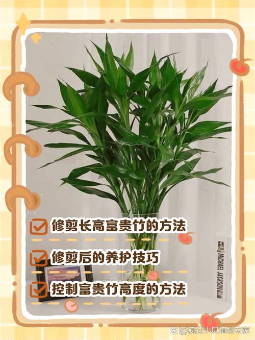 富贵竹怎么修剪（富贵竹怎么修剪根部）-第3张图片-花花知道网