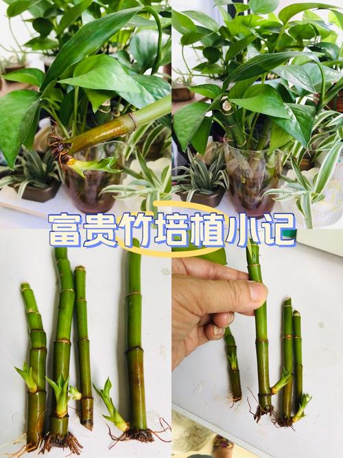 富贵竹怎么修剪（富贵竹怎么修剪根部）-第4张图片-花花知道网