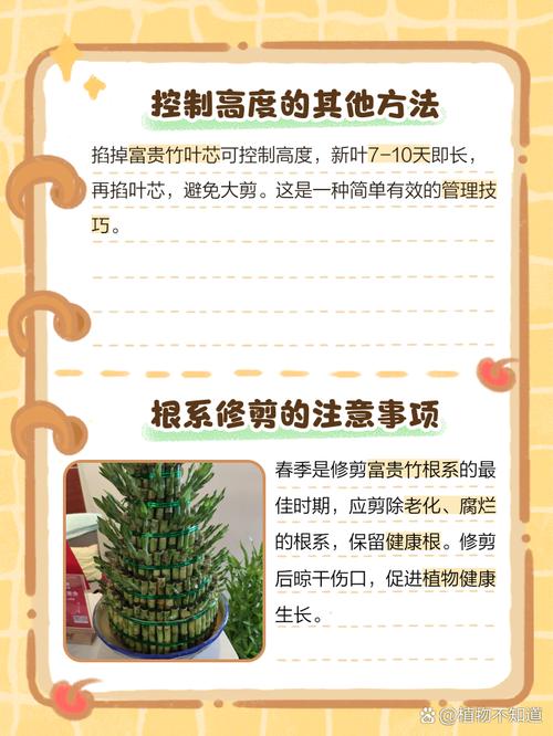 富贵竹怎么修剪（富贵竹怎么修剪根部）-第5张图片-花花知道网